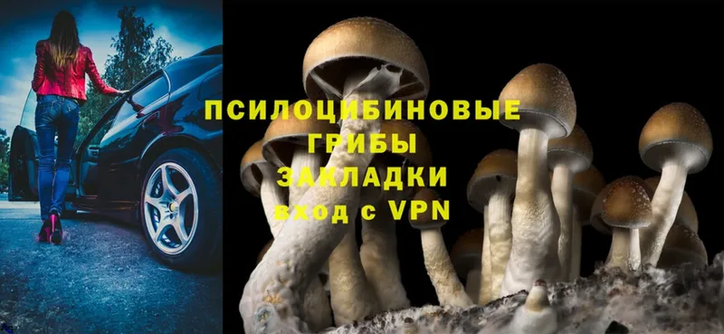 MEGA как войти  магазин продажи наркотиков  Волчанск  Псилоцибиновые грибы Cubensis 